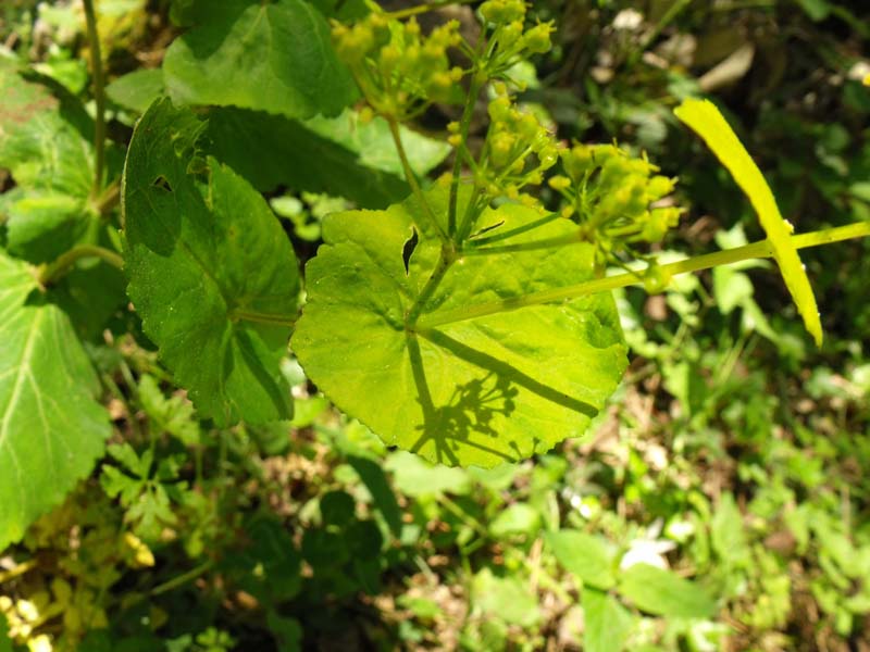 Smyrnium perfoliatum subsp. perfoliatum